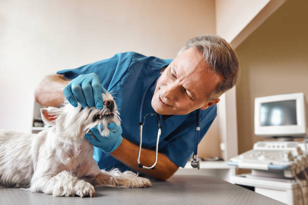 Best Emergency Tooth Extraction in Castle Rock, WA